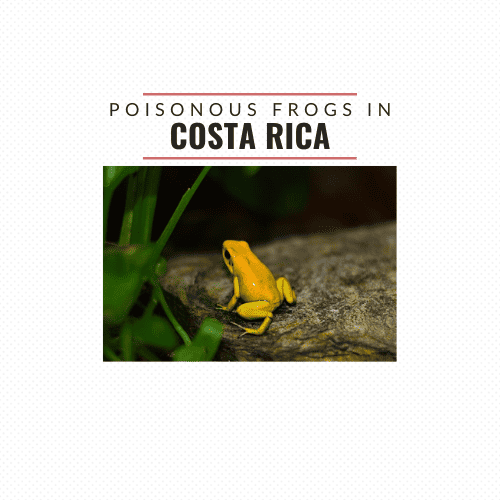Poisonous Frogs Costa Rica
