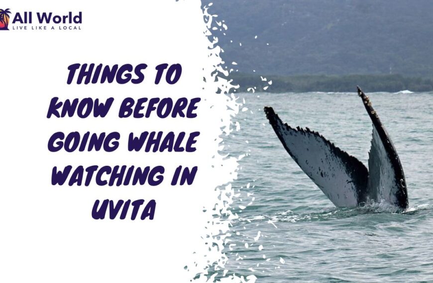 Whale Watching In Uvita