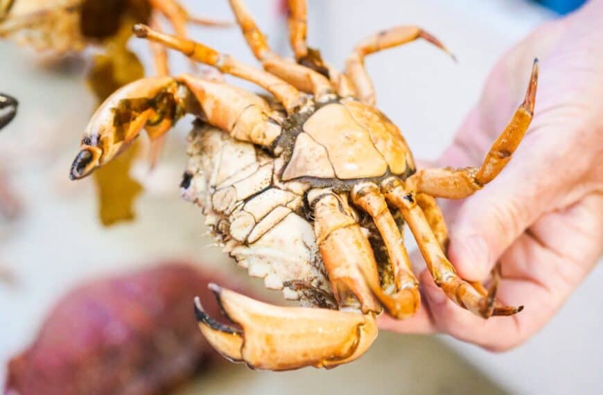Stone Crab Season in Florida