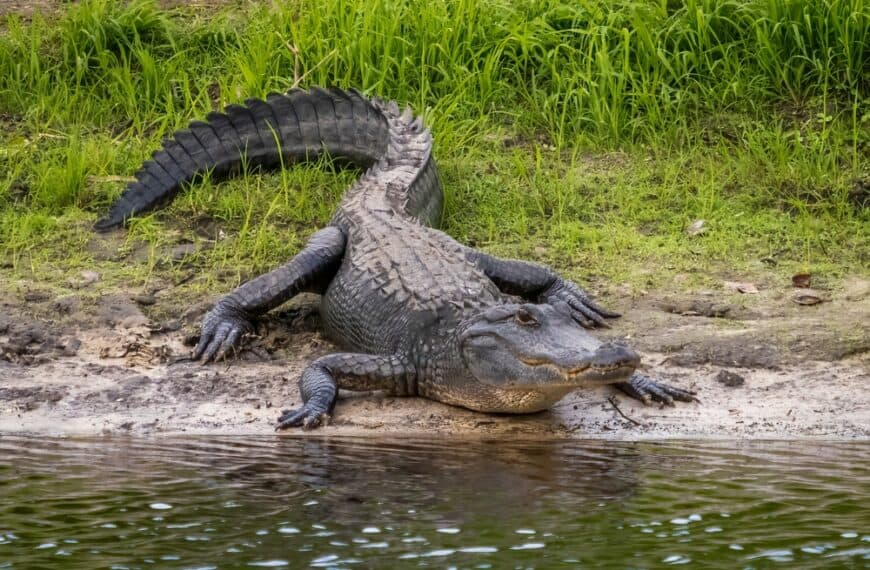 Dangerous Animals in Florida