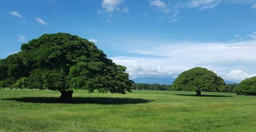Guanacaste Tree