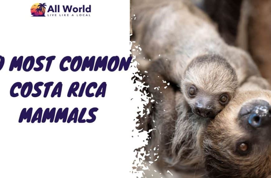 10 Most Common Costa Rica Mammals