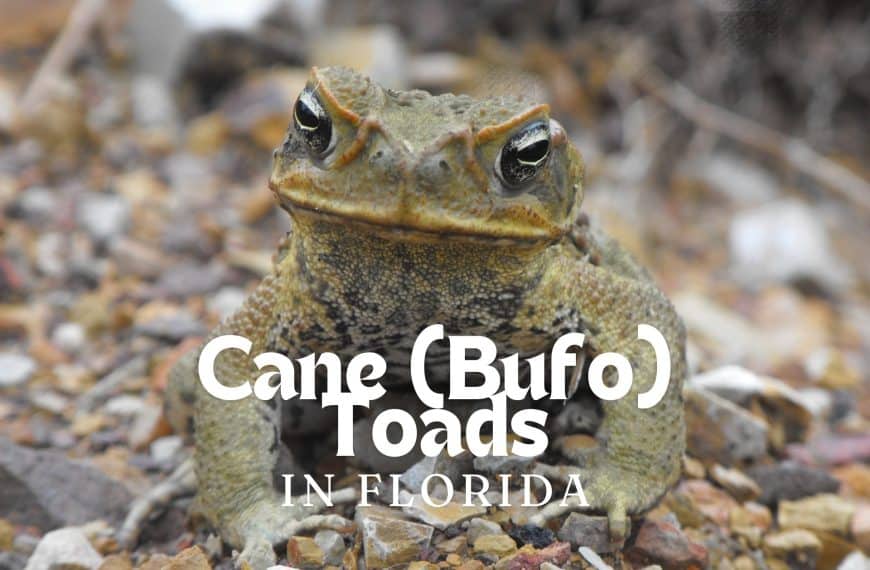 Cane (Bufo) Toads