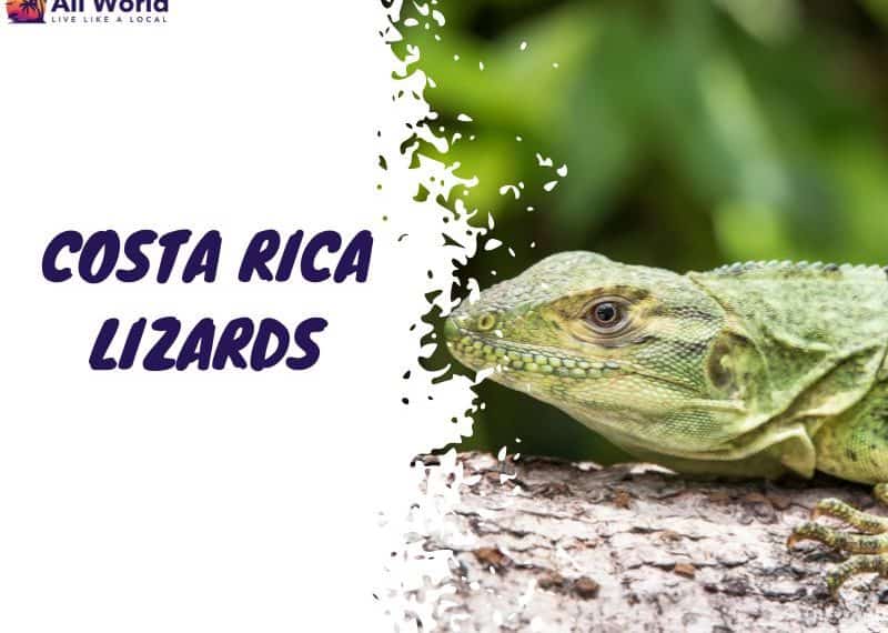 Costa Rica Lizards