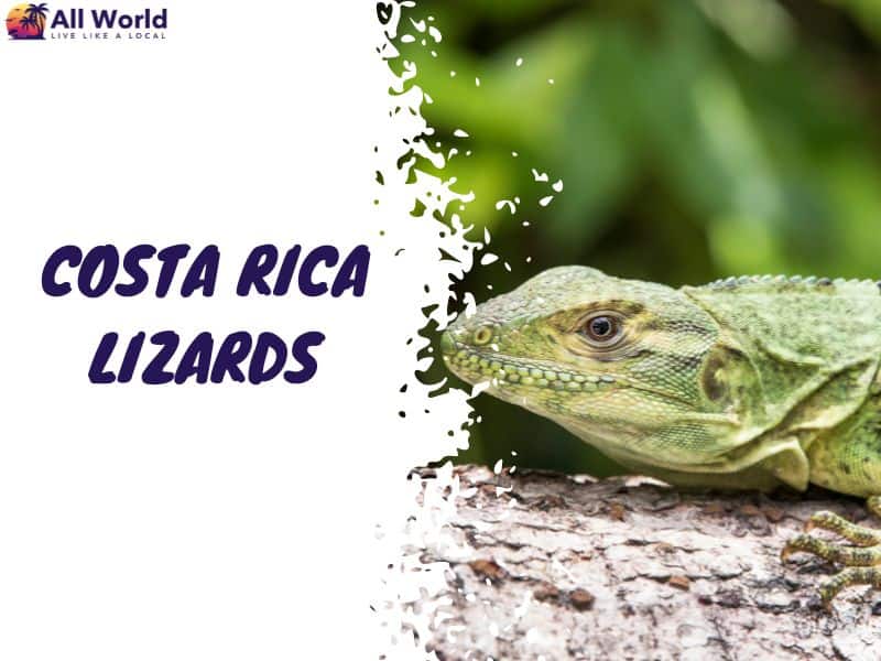 Costa Rica Lizards