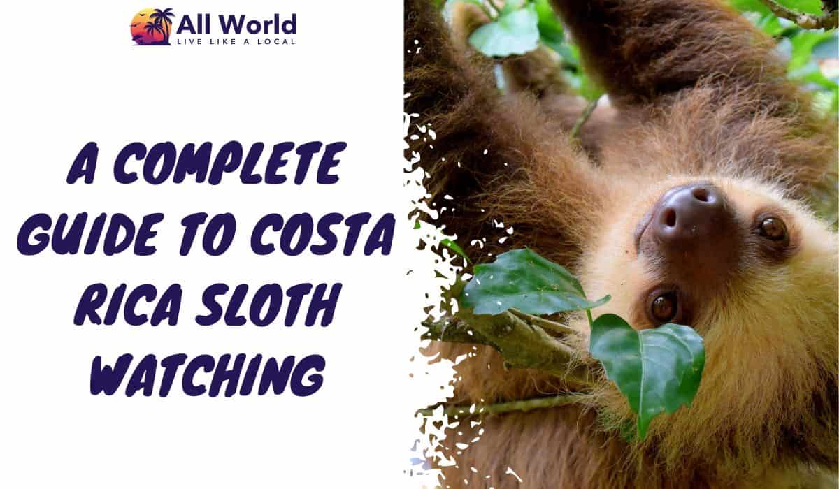 Costa Rica Sloth Watching
