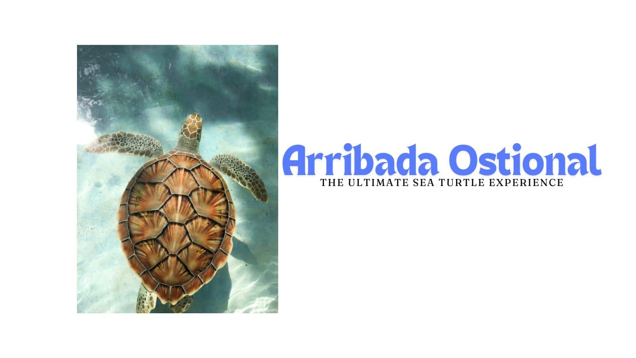 arribada ostional