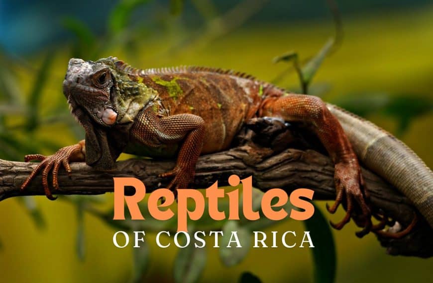 costa rica reptiles