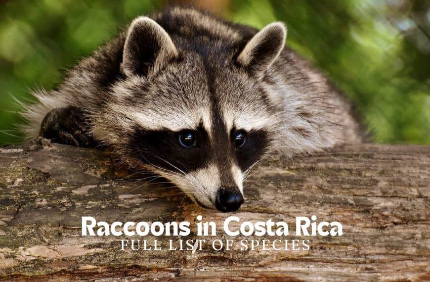 raccoons in costa rica