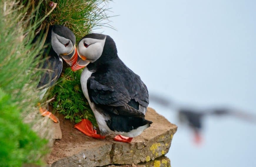 Puffins in Iceland – A Complete Guide