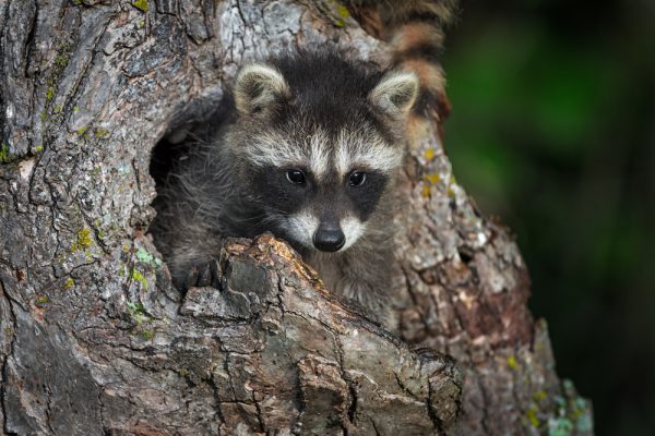 Costa Rican Raccoon Species Guide - AllWorld.com