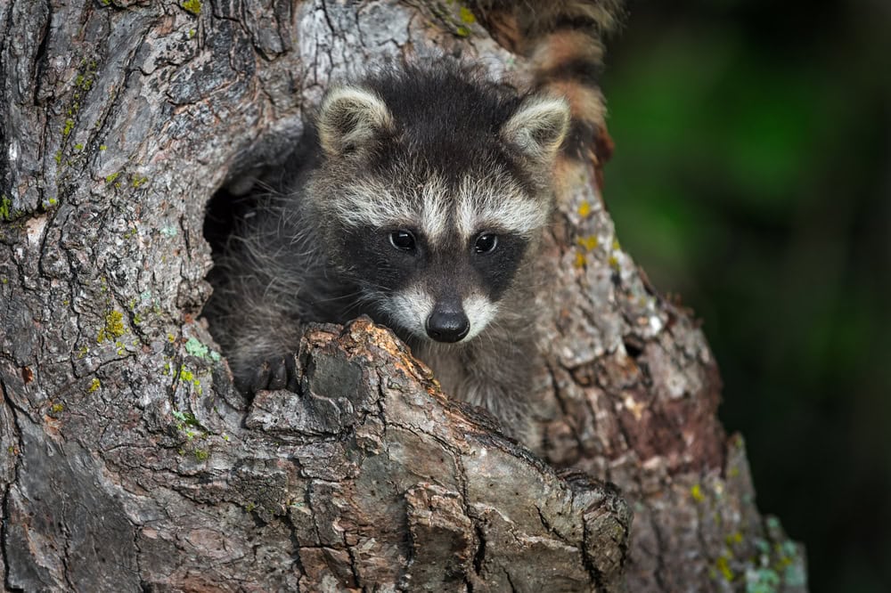 Procyon lotor