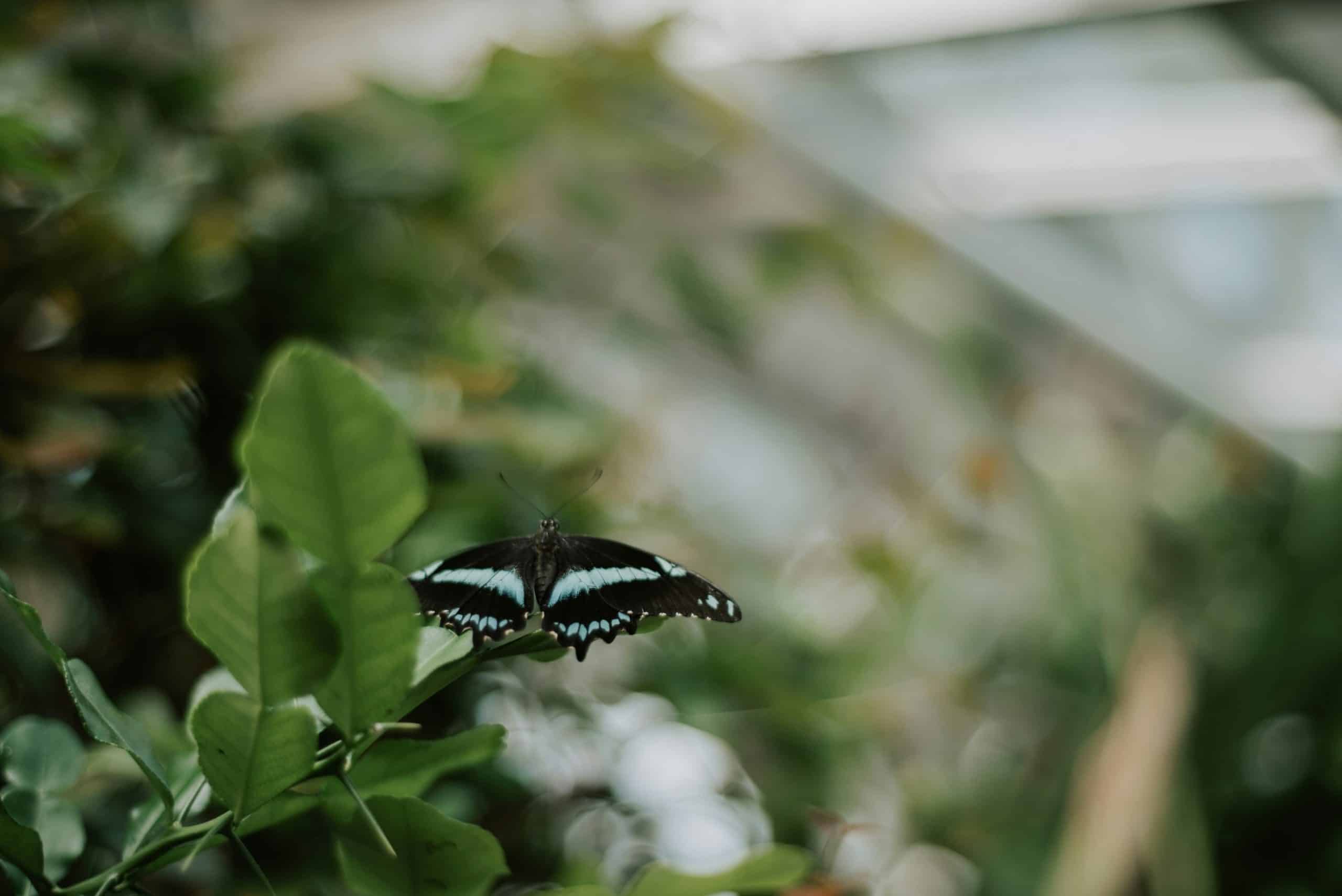 Butterfly Garden in El Castillo