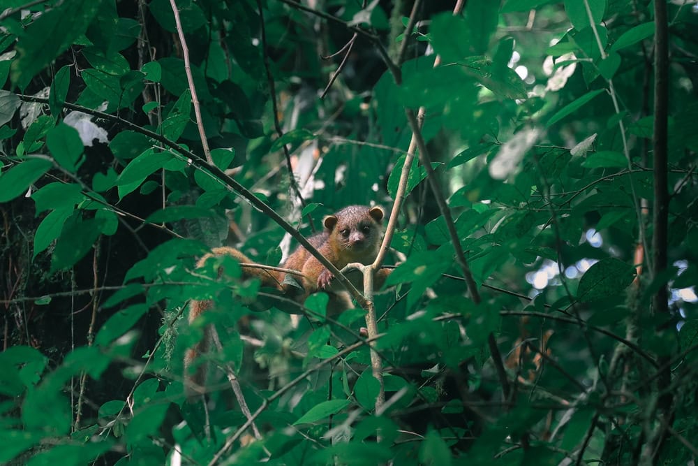 costa rican olingo