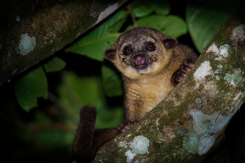 kinkajuo costa rica
