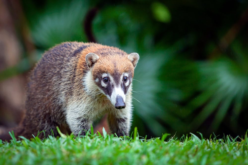 white nosed coati