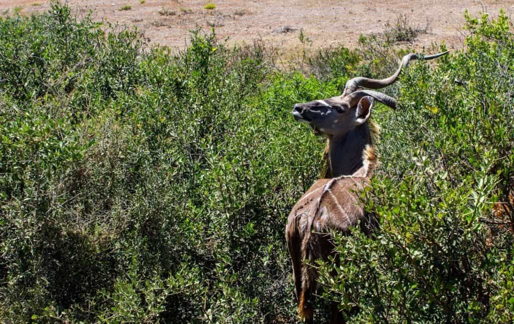 Gonarezhou National Park