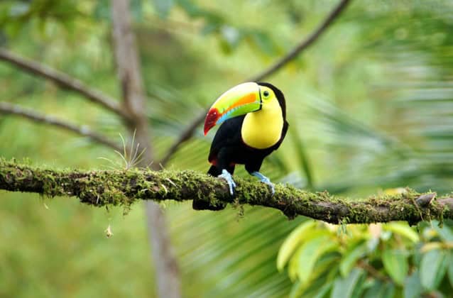 Toucan on a tree branch covered in moss in a Costa Rican jungle