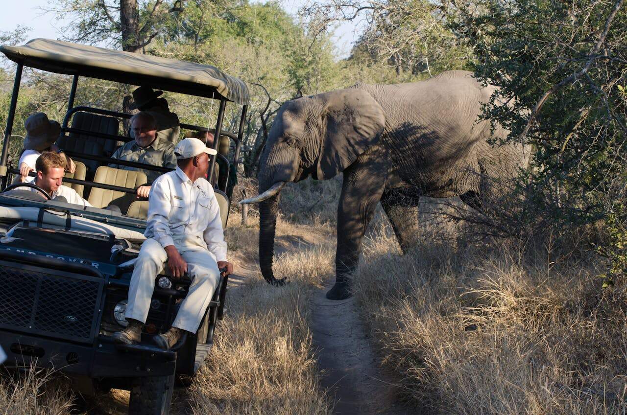 Africa Wildlife Safaris