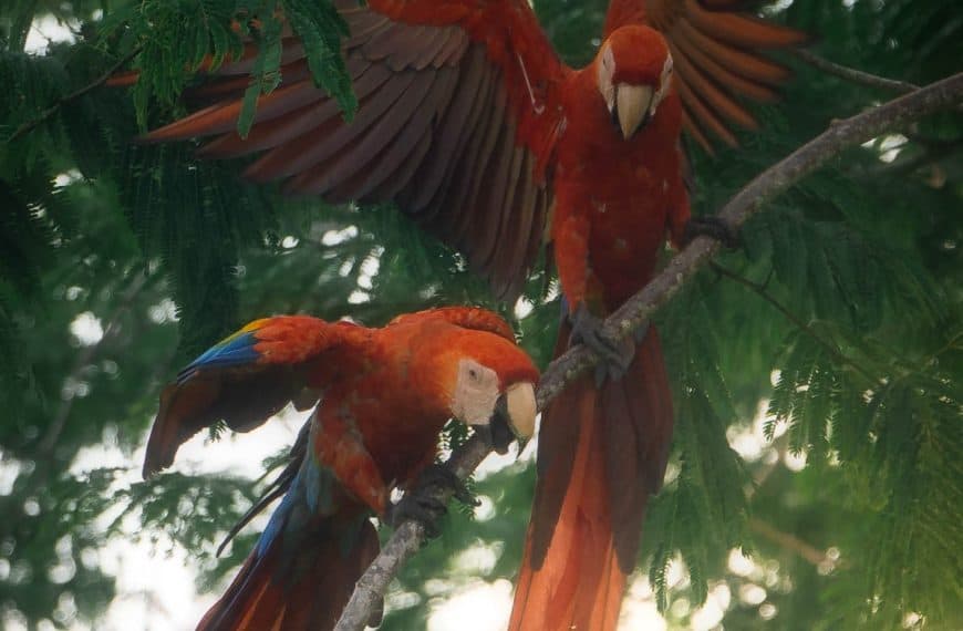 Corcovado National Park