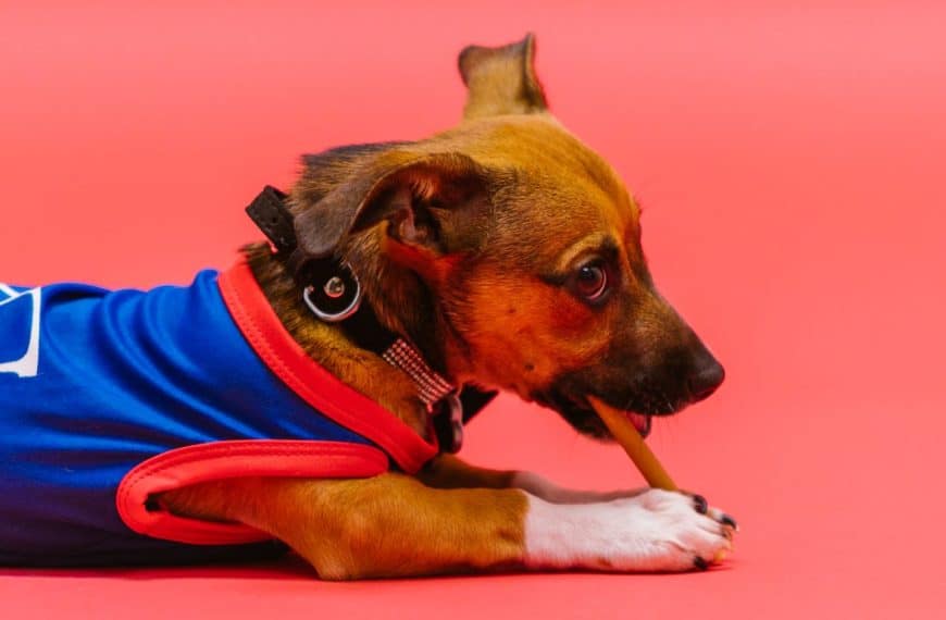 Bully Stick Safety Holders: